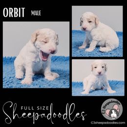 Orbit - Sheepadoodle puppy in Bloomfield, New Jersey from C3 Sheepadoodles