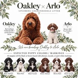Goldendoodle puppies from Anchor Dogs