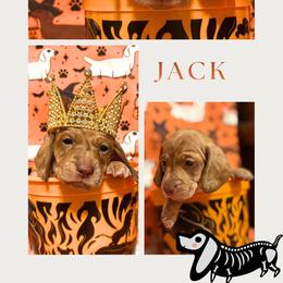 Jack - Brindle male Dachshund puppy in Saint Paul, Minnesota from Vibrant Eyes Doxies