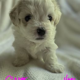 Maltipoo Puppies from Missy's Little Garden