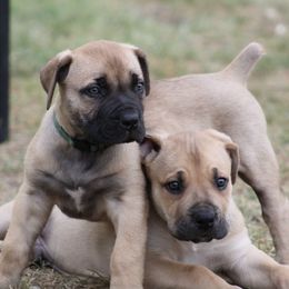 Boerboels from TXT Boerboels