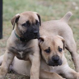 Boerboels from TXT Boerboels