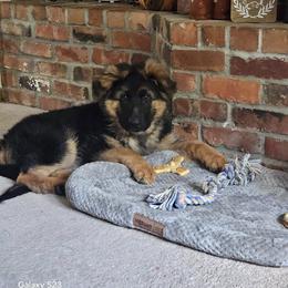 German Shepherd Puppies from Ewig Krieger Kennels