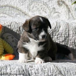 Juliet - Brindle and white female Cardigan Welsh Corgi puppy in Paonia, Colorado from Electric Mountain Cardigan Corgis