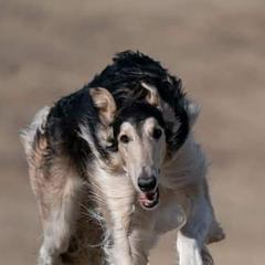 Borzois from Chernaya Voda Borzoi