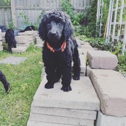 Poodle Puppies from Turkhaven