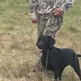 Labrador Retrievers from Mistic Gun Dogs