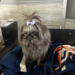 Charlie - Shih Tzu