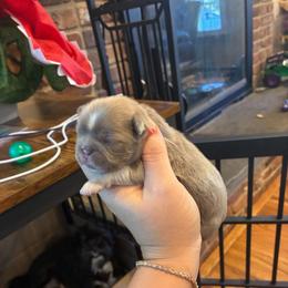 Noodles - Brindle male Shih Tzu puppy in Riverhead, New York from Eastern Long Island Shih Tzu