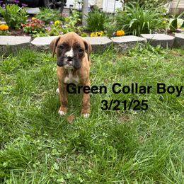 Green Collar Boy - Brindle Boxer puppy in East Longmeadow, Massachusetts from Boxer Bliss