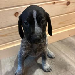 Blue - Black roan male German Shorthaired Pointer puppy in Roodhouse, Illinois from Hurricane Creek Gun Dogs