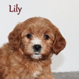 Female 1 - Red  female Goldendoodle puppy in Fredericksburg, Ohio from Timshell Farm Specialty Crossbreed Puppies