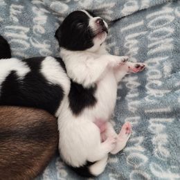 Pomeranian Puppies from Cristina Cammarota