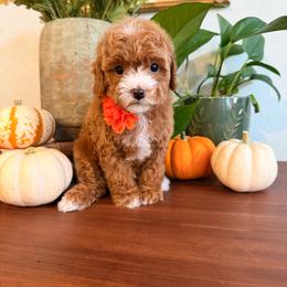 RVCA - Red male Cavapoo puppy in Pleasant Grove, Utah from Destination Doodles