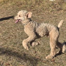 Poodle All Grown Up from Dakliff Standard Poodles