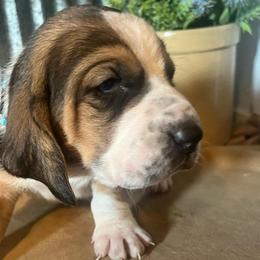 Light blue - Black brown and white male Basset Hound puppy in Hay Springs, Nebraska from Rain and Snow Bassets