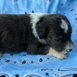 Rudy - Blue merle male Aussiedoodle puppy in Ambrose, Georgia from Brandilyn's Aussies
