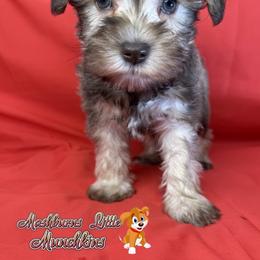 PEPPER - Brown female Schnoodle puppy in Pisgah, Alabama from Mashburns Little Munchkins