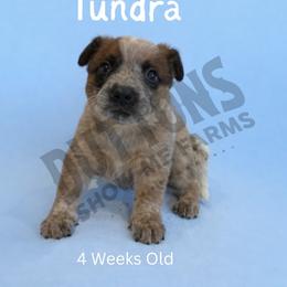 Tundra - Red speckled male Australian Cattle Dog puppy in Oronogo, Missouri from Dutton's Show Me Farms
