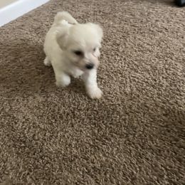 Bichon Frise Puppies from Tammy's Bichon Frise