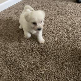 Bichon Frise Puppies from Tammy's Bichon Frise