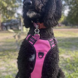 Goldendoodles from Blended Acres & Kennels