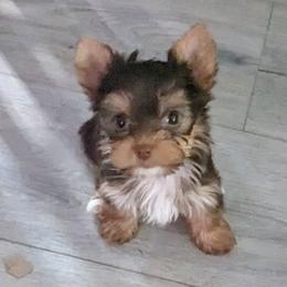 Tootsie Roll - Chocolate and tan female Yorkshire Terrier puppy in Odenville, Alabama from Yorkie Prints