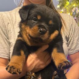 Hugo - Black and mahogany male Rottweiler puppy in Grass Valley, California from Rottweiler vom Hause Wolf