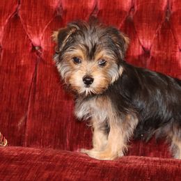 Yorkshire Terrier Puppies from Peggy's Yorkies