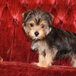 Yorkshire Terrier Puppies from Peggy's Yorkies