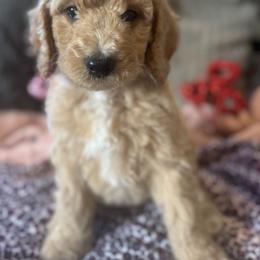 Julius (orange ) - male Goldendoodle puppy in Fayettville Ar, Arkansas from Ozark Bulldogs and doodles