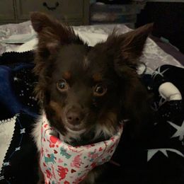 Athena - Toy Australian Shepherd