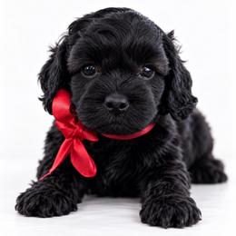 Raven - Black and white female Cockapoo puppy in Ville Platte, Louisiana from The Barkery