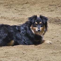 Ranger - Toy Australian Shepherd