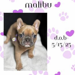 French Bulldog Puppies from Faux Real Frenchies