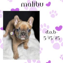 French Bulldog Puppies from Faux Real Frenchies