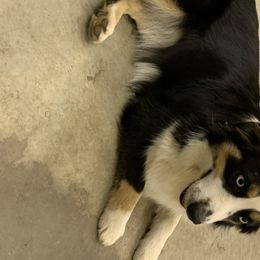 Storm - Miniature Australian Shepherd