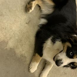 Storm - Miniature Australian Shepherd