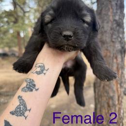 Aussiedoodle and Sarplaninac Puppies from Pesky Redneck Mini Ranch