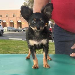 Puppy1 - Black and tan male Russian Toy puppy in San Diego, California from Chenier Russian toys