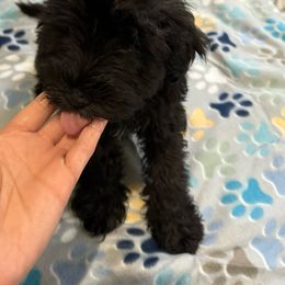 Puppy #1 - Black Miniature Schnauzer puppy in Columbia, South Carolina from DM Schnoodles and schnauzers
