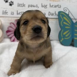 Ruby AKC Girl 1 - Cream female Dachshund puppy in Sumrall, Mississippi from JP’s Dachshunds