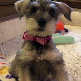 Miniature Schnauzer All Grown Up from Sonia's Pack Schnauzers for ever.