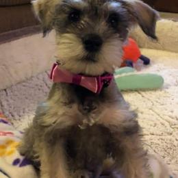 Miniature Schnauzer All Grown Up from Sonia's Pack Schnauzers for ever.