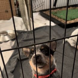 Red collar - Blue Australian Cattle Dog puppy in Maryland from Hernwood Heelers & Poodles