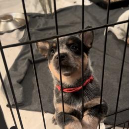 Red collar - Blue Australian Cattle Dog puppy in Maryland from Hernwood Heelers & Poodles