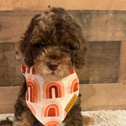 Purple Collar Girl - Merle female Goldendoodle puppy in San Augustine, Texas from Vintage Doodles