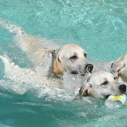 Labrador Retrievers from Sundowners-Dreamriver