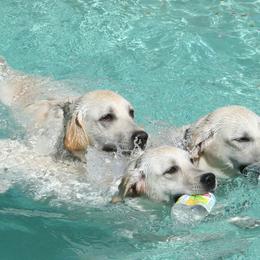 Labrador Retrievers from Sundowners-Dreamriver