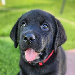 Labrador Retriever Puppies from Steele Caliber Retrievers